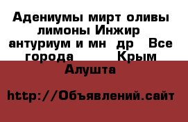 Адениумы,мирт,оливы,лимоны,Инжир, антуриум и мн .др - Все города  »    . Крым,Алушта